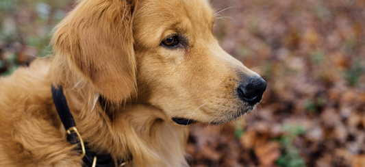 秋の養生について