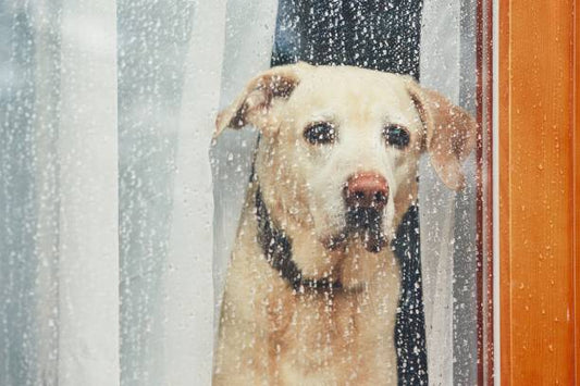 梅雨の養生について